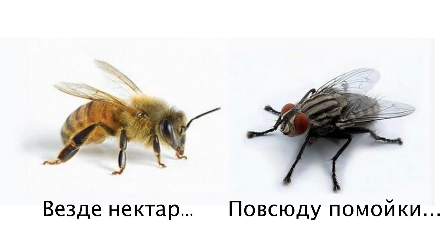 Притча о мухе и пчеле